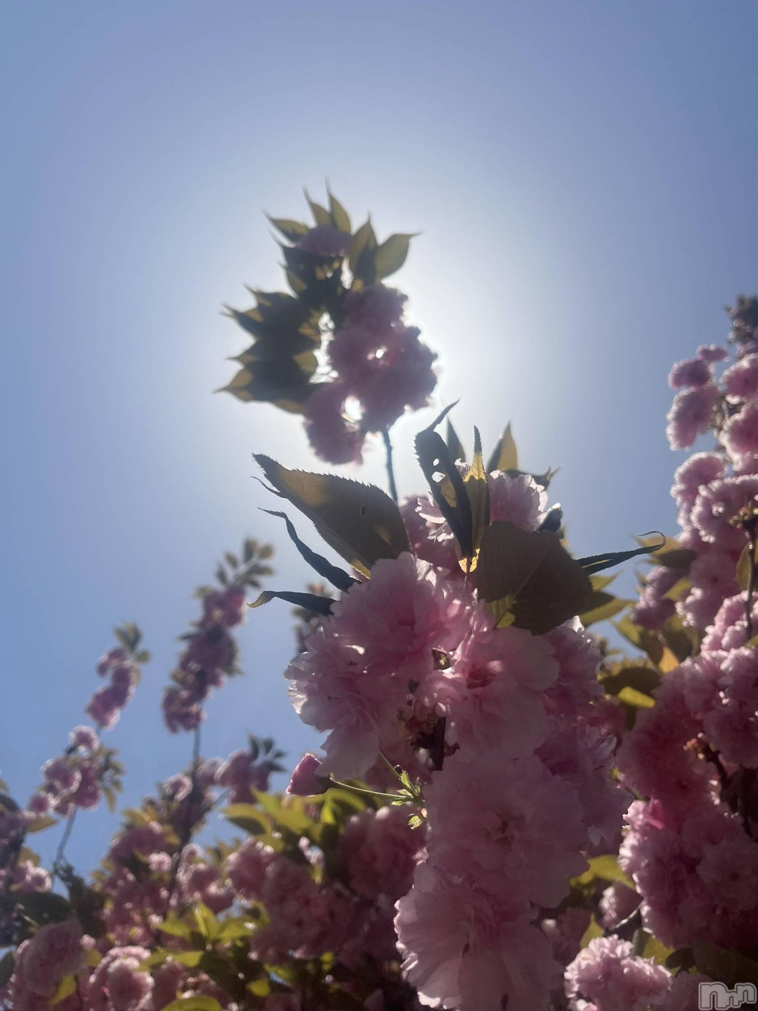 新潟おっパブSUPER ANGEL(スーパーエンジェル)天花きり(25)の2025年11月19日写メブログ「ありがとう💖💖」