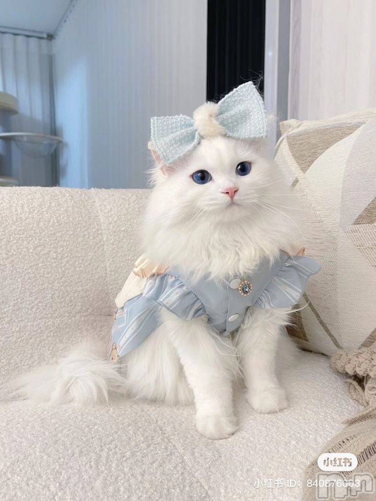 ��Ʋ����Х��顦�����clubTiara(�ƥ�����) �Ĥ���12��10���̥�֥����֥ɥ쥹��ä���