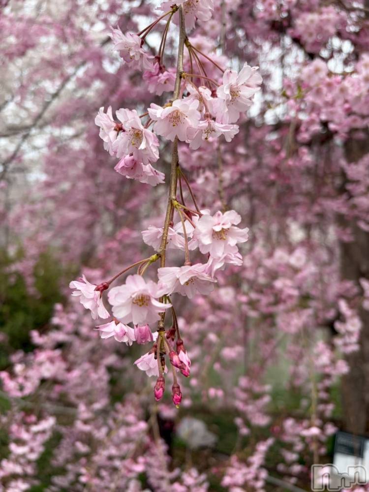 ��Ʋ����Х��顦�����clubTiara(�ƥ�����) �Ĥ���4��10���̥�֥�����🎂��