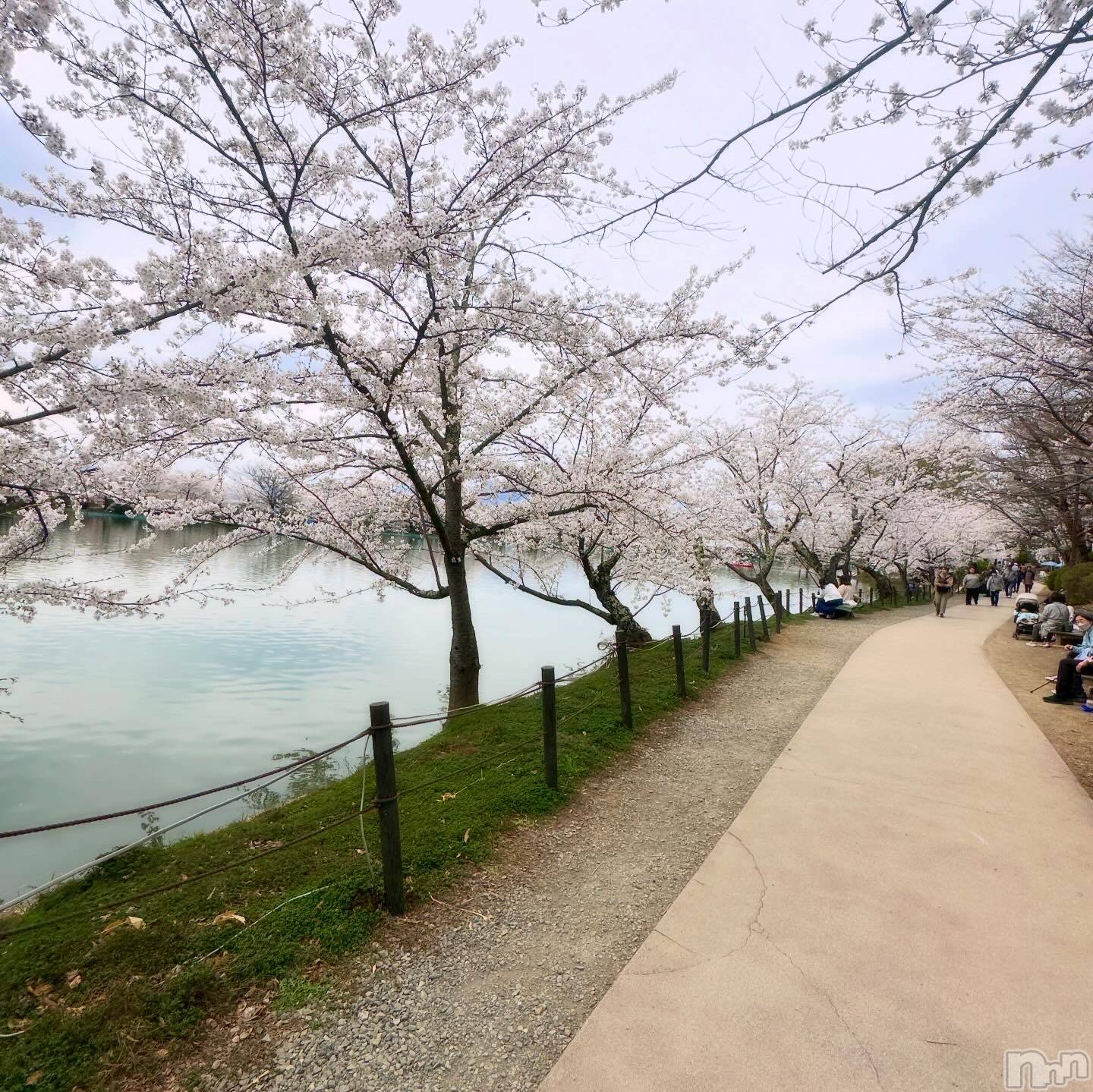 ��Ʋ����Х��顦�����clubTiara(�ƥ�����) ��2026ǯ4��16���̥�֥�����🌸��