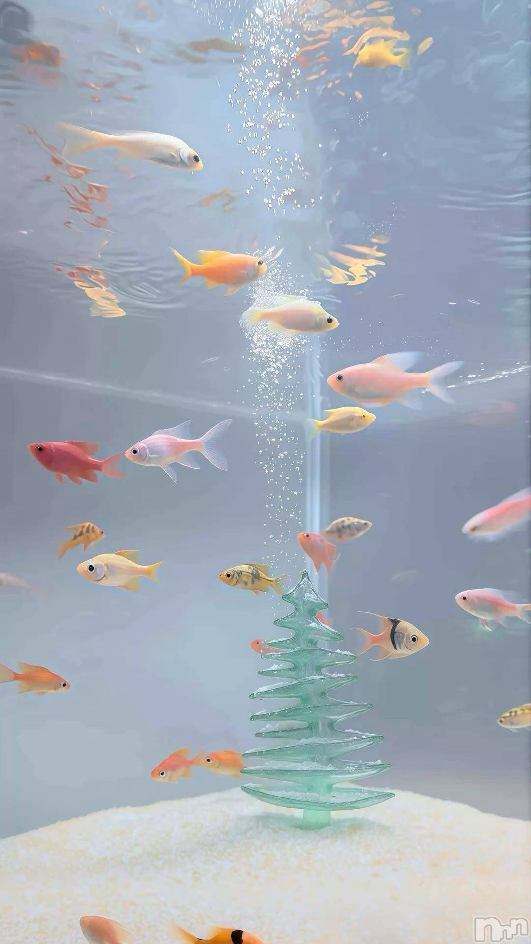 ��Ʋ����Х��顦�����clubTiara(�ƥ�����) ��2026ǯ4��19���̥�֥�����🐟��