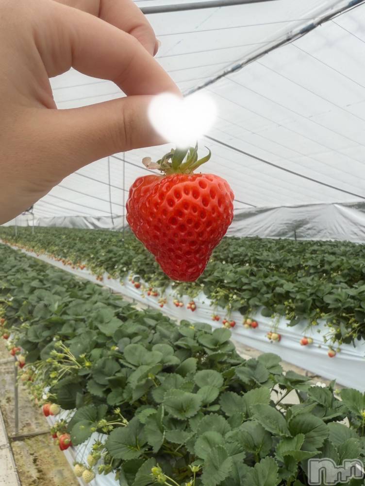 新潟メンズエステMen's Spa 神の手(メンズスパカミノテ) 九十九ひな(23)の3月9日写メブログ「念願🩷」