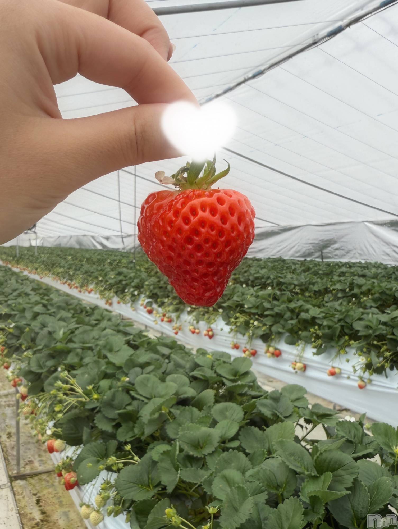 新潟メンズエステMen's Spa 神の手(メンズスパカミノテ)九十九ひな(23)の2026年3月9日写メブログ「念願🩷」