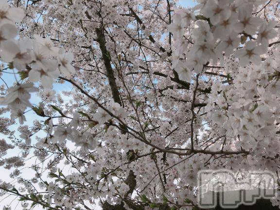 新潟デリヘルsleepy girl(スリーピーガール) ふゆちゃん(19)の4月4日写メブログ「ふわふわ」