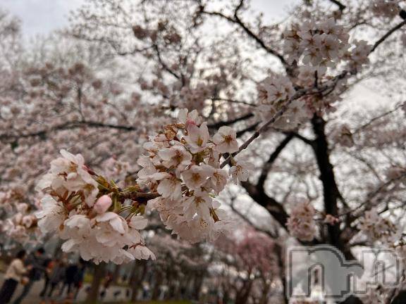 新潟ソープ新潟バニーコレクション(ニイガタバニーコレクション) ムギ(24)の4月6日写メブログ「冬眠から覚めました」