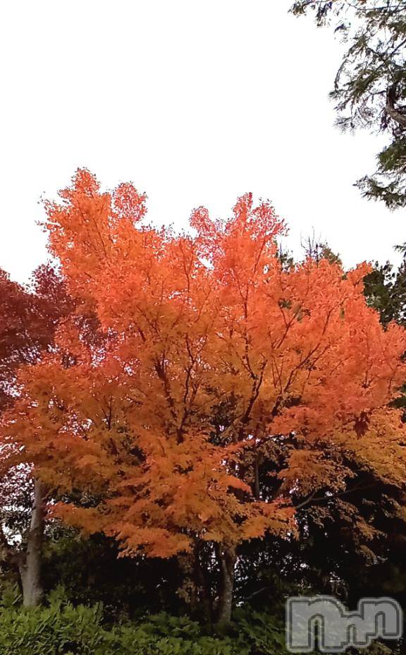 松本発デリヘル癒し姫 松本店(イヤシヒメマツモトテン)【B】水野さつき(36)の2025年11月10日写メブログ「みーつけた☆」