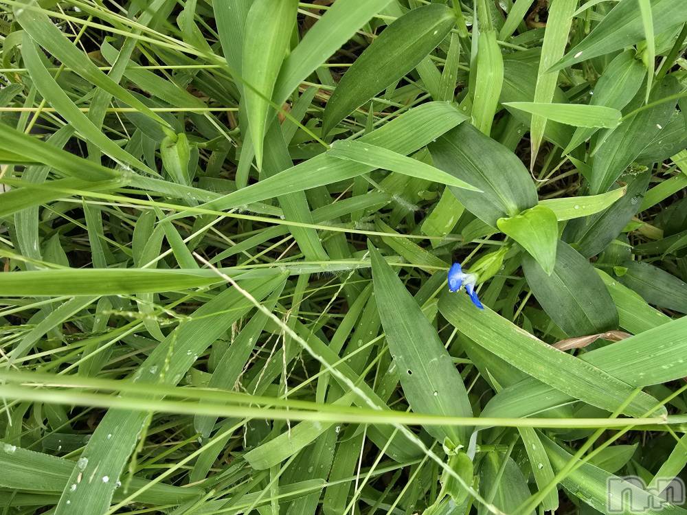 新潟デリヘル奥様特急 新潟店(オクサマトッキュウニイガタテン) まみい(45)の10月11日写メブログ「☂️あめアメ雨」