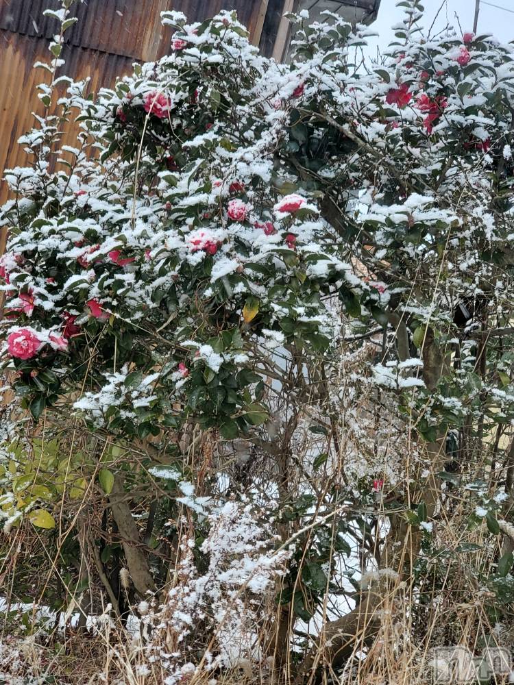 新潟デリヘル奥様特急 新潟店(オクサマトッキュウニイガタテン) まみい(45)の1月1日写メブログ「降りましたァ☃️」