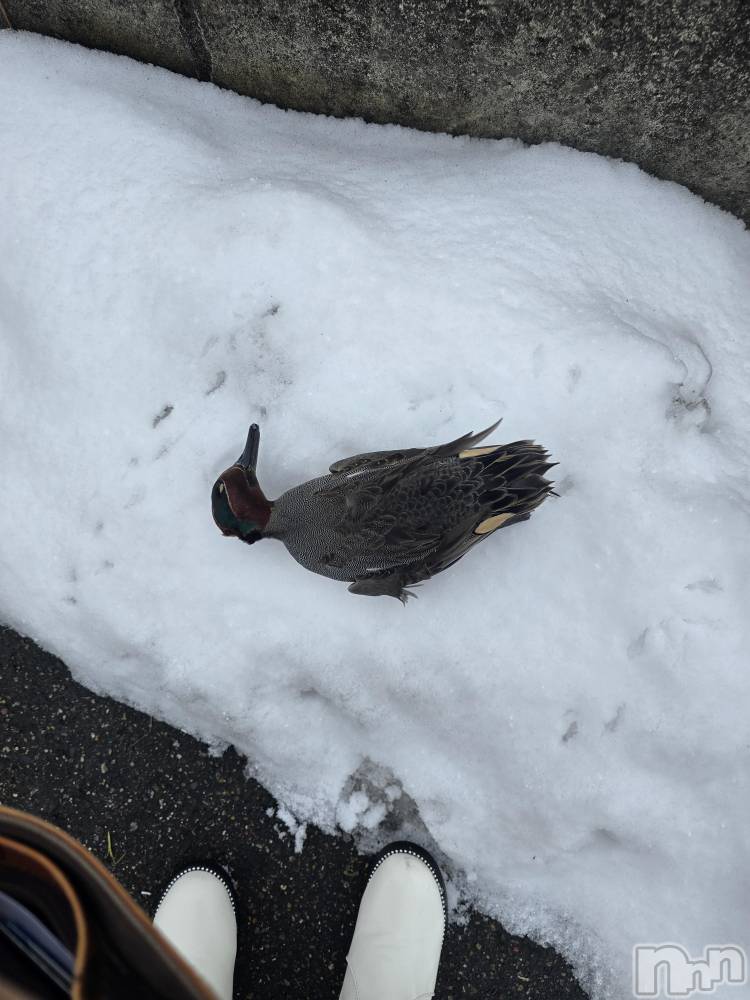 新潟デリヘル奥様特急 新潟店(オクサマトッキュウニイガタテン) まみい(45)の1月29日写メブログ「なんじゃこりゃ(笑)なんでこんなとこに...」