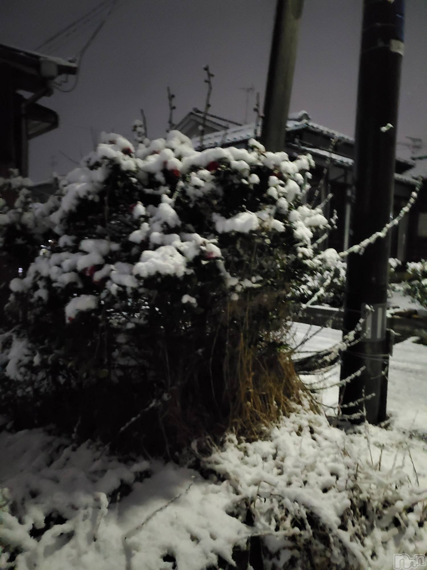 新潟デリヘル奥様特急 新潟店(オクサマトッキュウニイガタテン)まみい(45)の2025年12月19日写メブログ「嘘のような暖かさ」