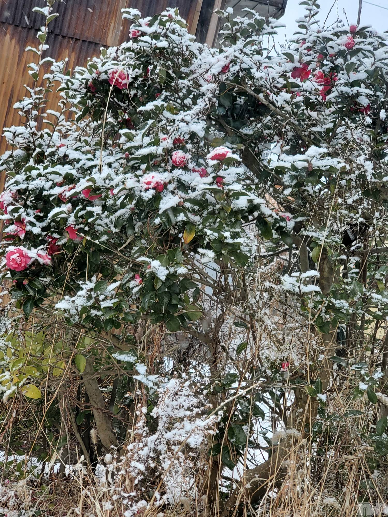 新潟デリヘル奥様特急 新潟店(オクサマトッキュウニイガタテン)まみい(45)の2026年1月1日写メブログ「降りましたァ☃️」