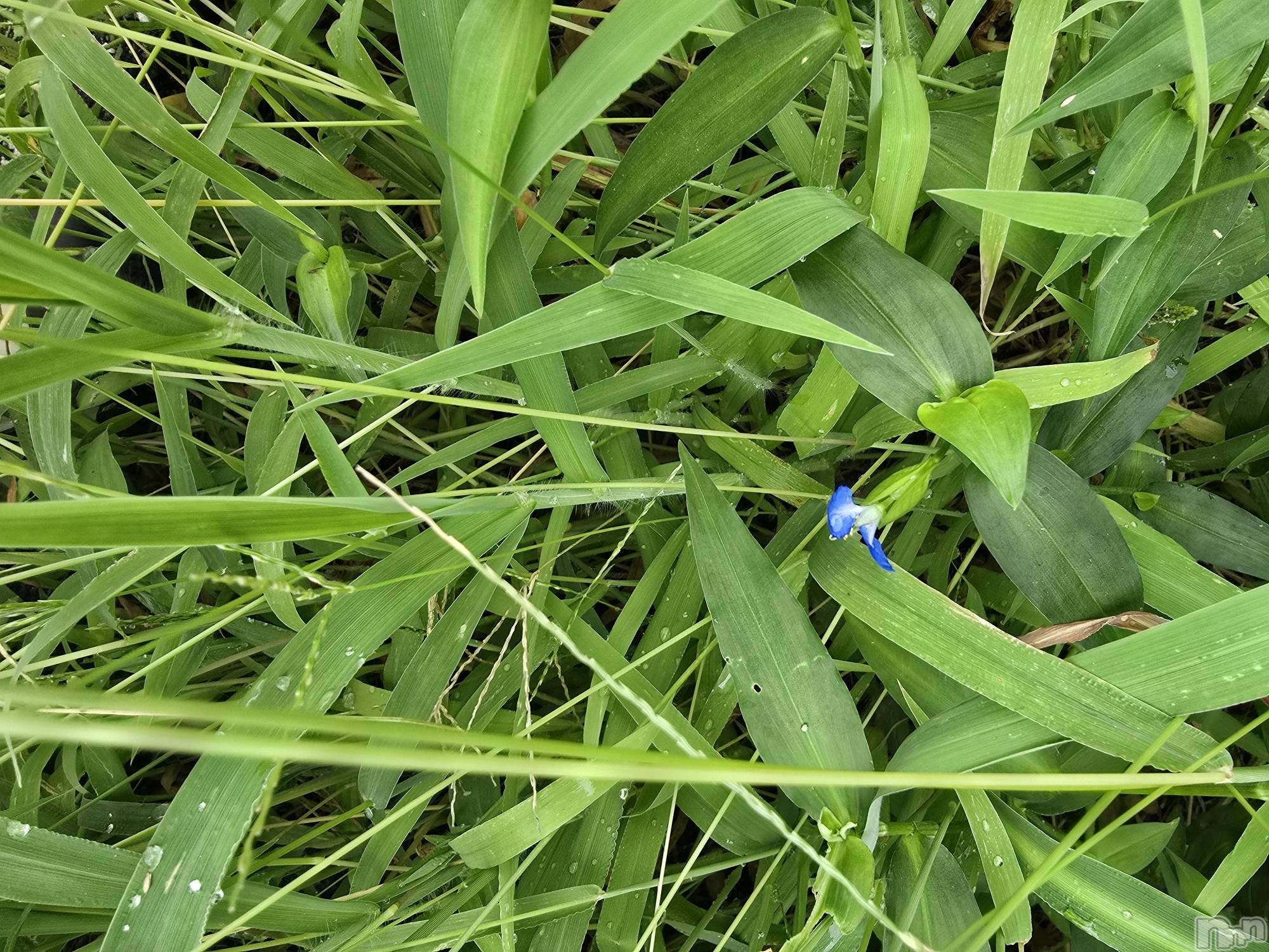 新潟デリヘル奥様特急 新潟店(オクサマトッキュウニイガタテン)まみい(45)の2026年1月2日写メブログ「帰ります。」