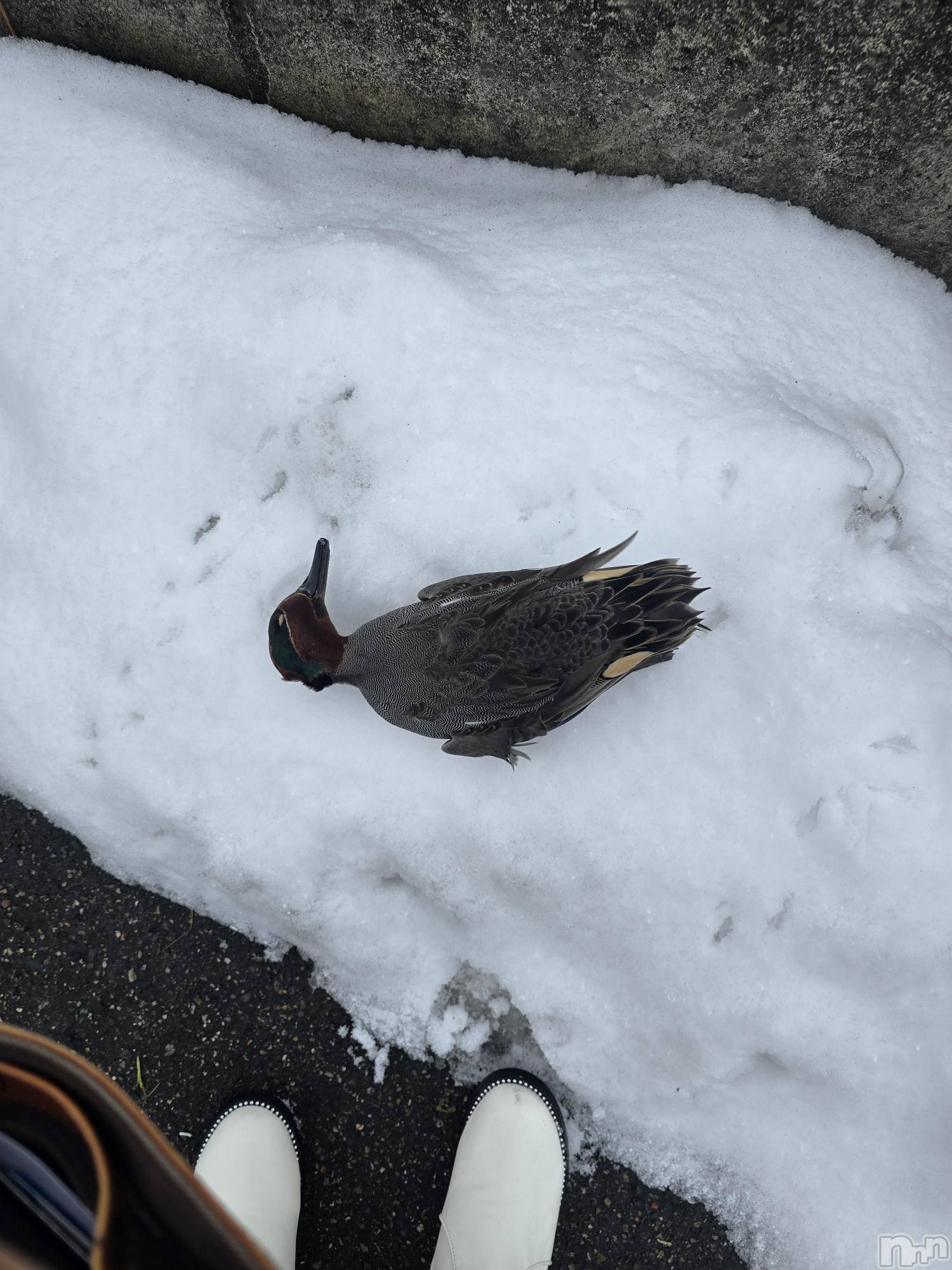 新潟デリヘル奥様特急 新潟店(オクサマトッキュウニイガタテン)まみい(45)の2026年1月29日写メブログ「なんじゃこりゃ(笑)なんでこんなとこに...」