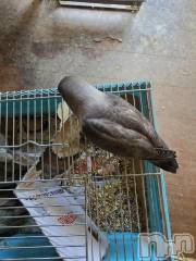 新潟デリヘル奥様特急 新潟店(オクサマトッキュウニイガタテン) まみい(45)の6月10日写メブログ「心が折れるね」