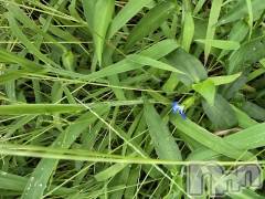 新潟デリヘル奥様特急 新潟店(オクサマトッキュウニイガタテン) まみい(45)の10月11日写メブログ「☂️あめアメ雨」