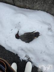 新潟デリヘル奥様特急 新潟店(オクサマトッキュウニイガタテン) まみい(45)の1月29日写メブログ「なんじゃこりゃ(笑)なんでこんなとこに...」