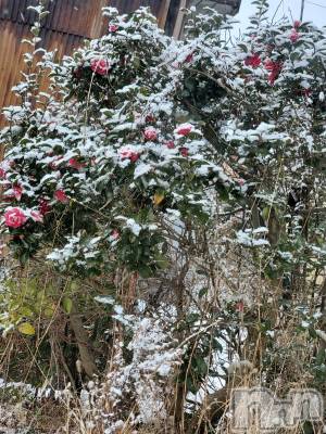 新潟デリヘル 奥様特急 新潟店(オクサマトッキュウニイガタテン) まみい(45)の1月1日写メブログ「降りましたァ☃️」