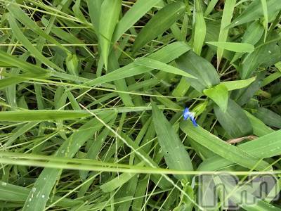 新潟デリヘル 奥様特急 新潟店(オクサマトッキュウニイガタテン) まみい(45)の1月2日写メブログ「帰ります。」