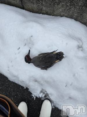 新潟デリヘル 奥様特急 新潟店(オクサマトッキュウニイガタテン) まみい(45)の1月29日写メブログ「なんじゃこりゃ(笑)なんでこんなとこに...」