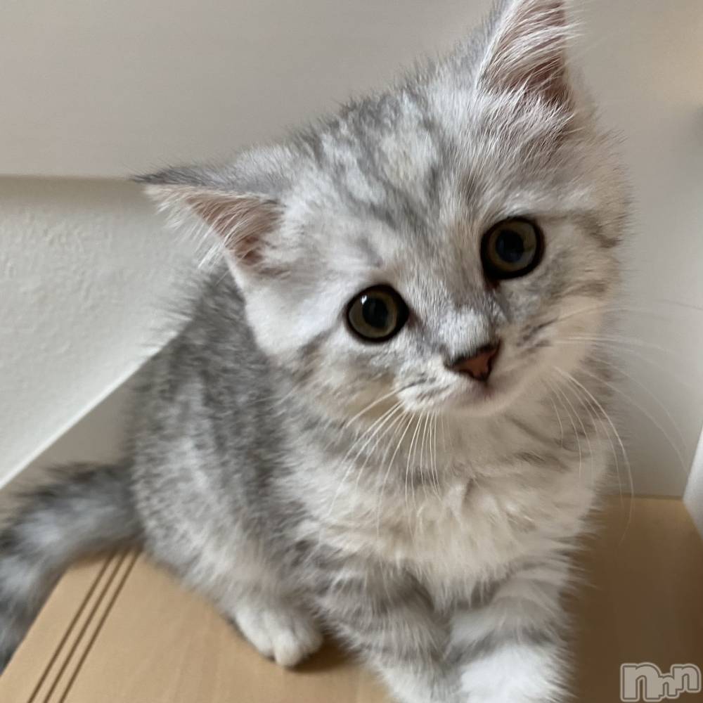 ܱХ顦CLUB FOUR LEAF(ե꡼) ޤ530̥֥🐱