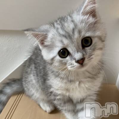 ܱХ顦CLUB FOUR LEAF(ե꡼) ޤ530̥֥🐱