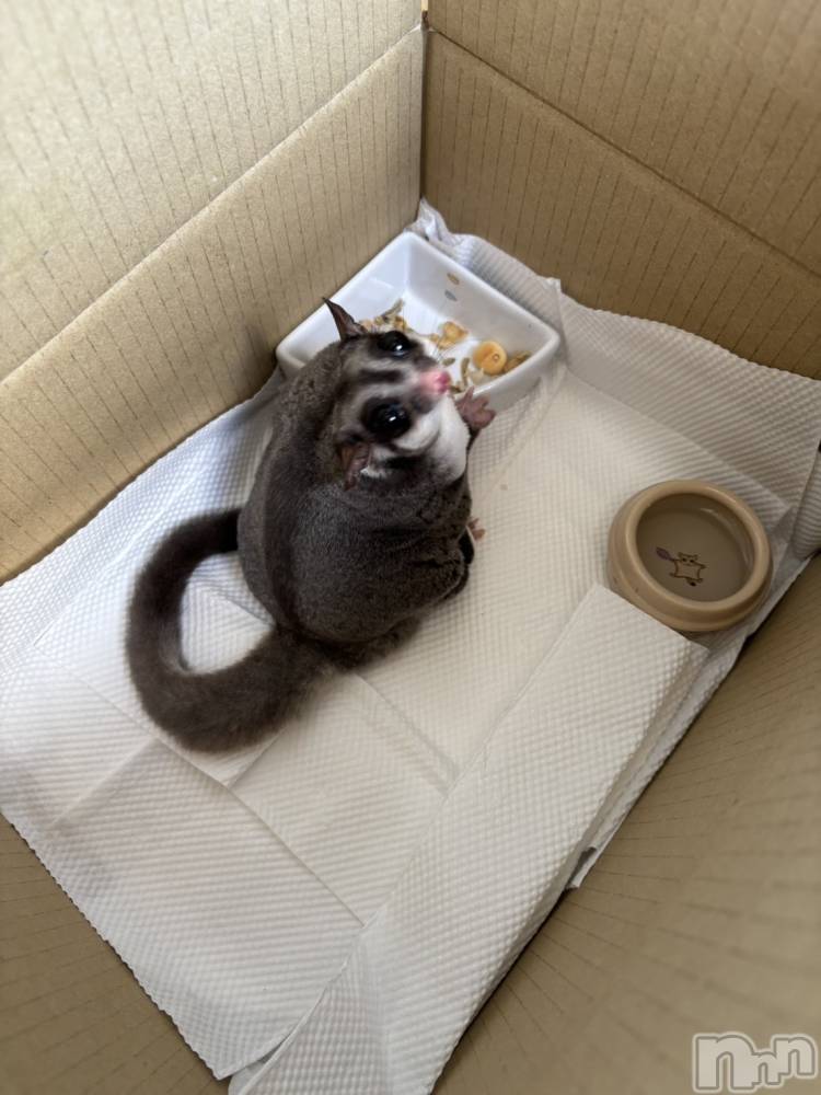 ʥå륺Сʥå New KANAKO(˥塼ʥ) Ƿ ̤731̥֥֤ä㤤ääΤ˾С