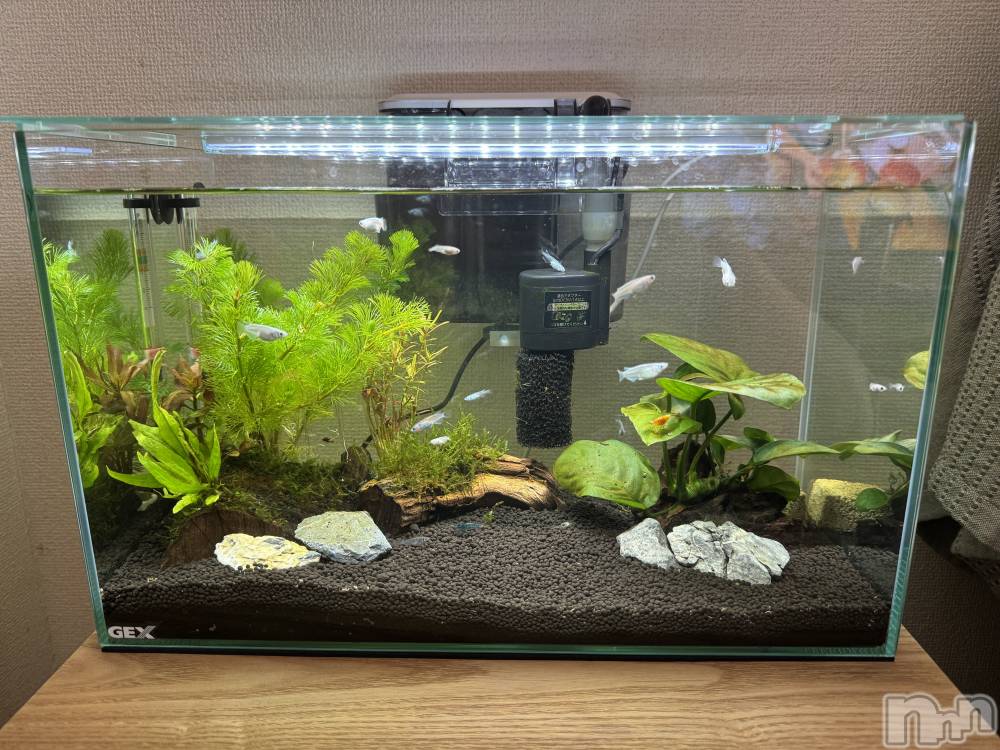 ����������ʥå��������륺�С��������ʥå� New KANAKO(�˥塼���ʥ�) ��Ƿ�� ̤���12��16���̥�֥����֥������ѹ��С�