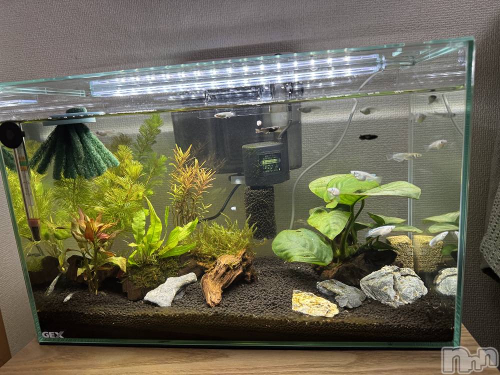 ����������ʥå��������륺�С��������ʥå� New KANAKO(�˥塼���ʥ�) ��Ƿ�� ̤���12��18���̥�֥����������ޤ����С�