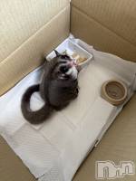 ʥå륺Сʥå New KANAKO(˥塼ʥ) Ƿ ̤731̥֥֤ä㤤ääΤ˾С