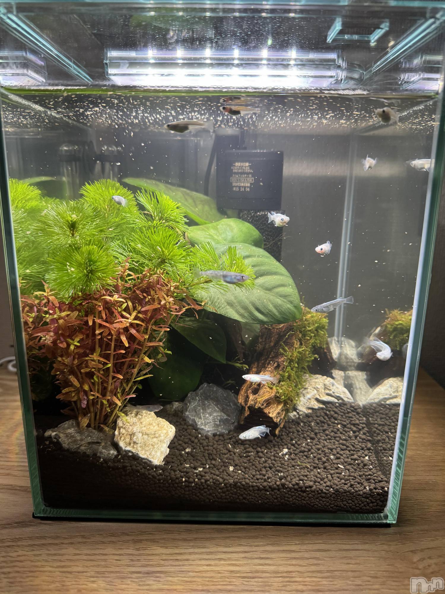 ʥå륺Сʥå New KANAKO(˥塼ʥ) 2025ǯ1111ֲ̥֥²♡