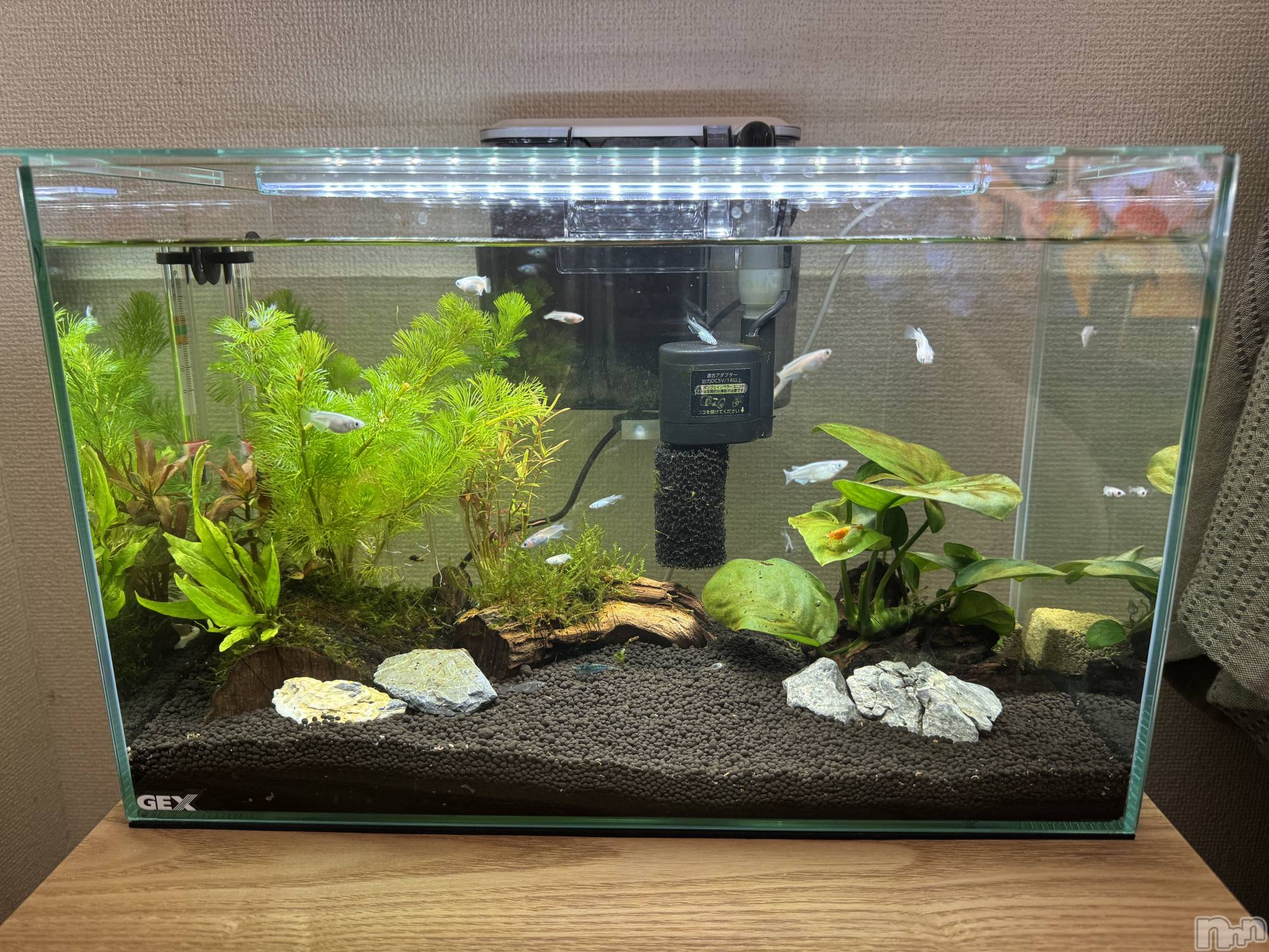 ����������ʥå��������륺�С��������ʥå� New KANAKO(�˥塼���ʥ�) ��2025ǯ12��16���̥�֥����֥������ѹ��С�