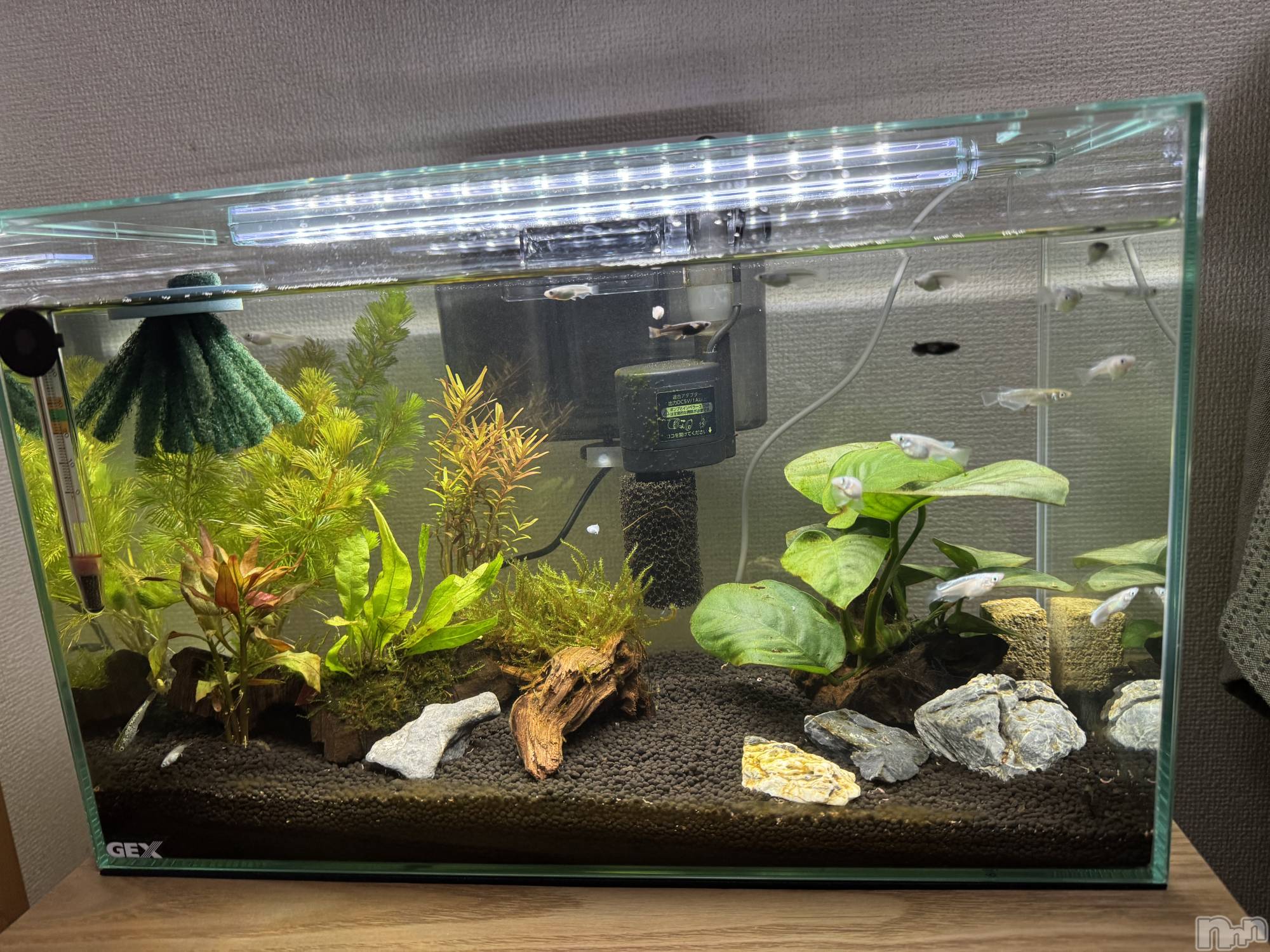 ����������ʥå��������륺�С��������ʥå� New KANAKO(�˥塼���ʥ�) ��2025ǯ12��18���̥�֥����������ޤ����С�