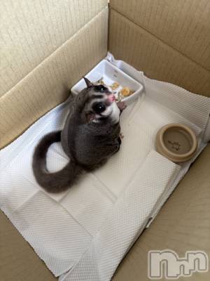 ʥå륺Сʥå New KANAKO(˥塼ʥ) Ƿ ̤731̥֥֤ä㤤ääΤ˾С