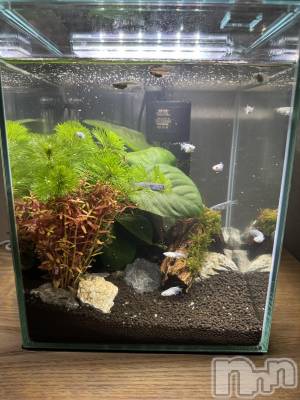 ʥå륺Сʥå New KANAKO(˥塼ʥ) Ƿ ̤1111ֲ̥֥²♡