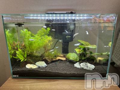 ����������ʥå��������륺�С��������ʥå� New KANAKO(�˥塼���ʥ�) ��Ƿ�� ̤���12��16���̥�֥����֥������ѹ��С�