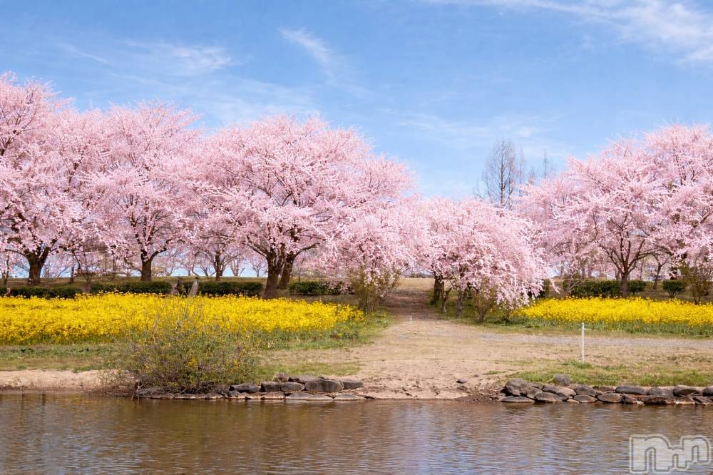 新潟デリヘル人妻不倫処　桃屋　新潟店(ヒトヅマフリンドコロモモヤ) なな・癒し系彼女(32)の4月13日写メブログ「花より団子🌸」