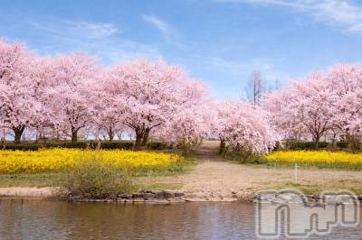 新潟デリヘル 人妻不倫処　桃屋　新潟店(ヒトヅマフリンドコロモモヤ) なな・癒し系彼女(32)の4月13日写メブログ「花より団子🌸」
