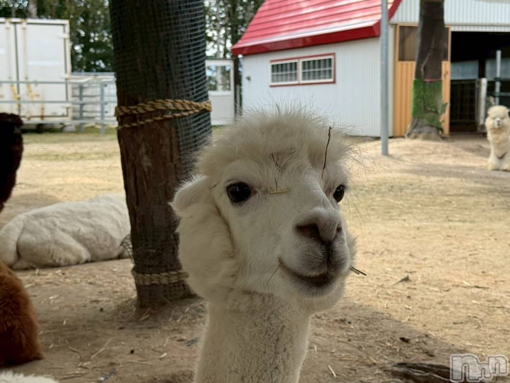 ʥå륺Сʥå New KANAKO(˥塼ʥ) 䤫103̥֥֥ѥ🦙