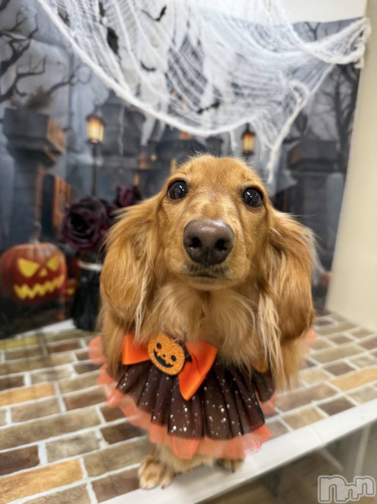 ʥå륺Сʥå New KANAKO(˥塼ʥ) 䤫114̥֥֥ȥߥ🐶🐾