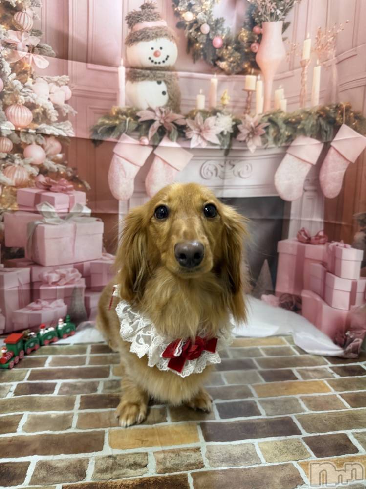 ����������ʥå��������륺�С��������ʥå� New KANAKO(�˥塼���ʥ�) ���䤫��12��17���̥�֥����ְ����Υȥ�ߥ�🐶��