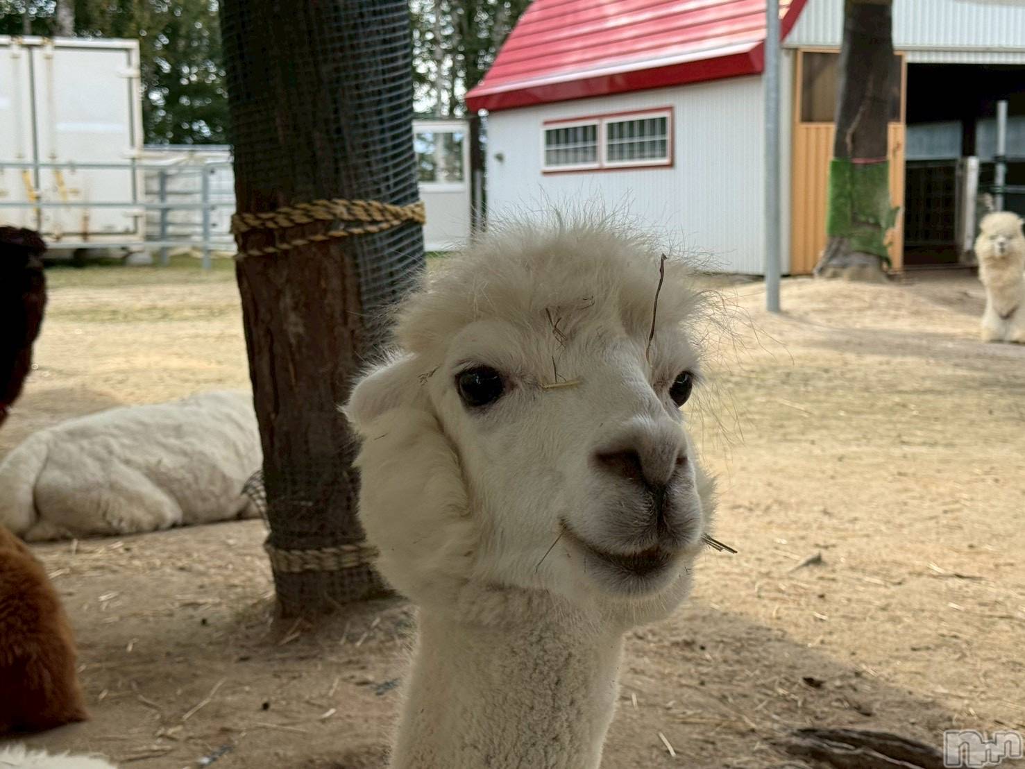 ʥå륺Сʥå New KANAKO(˥塼ʥ) 2025ǯ103̥֥֥ѥ🦙