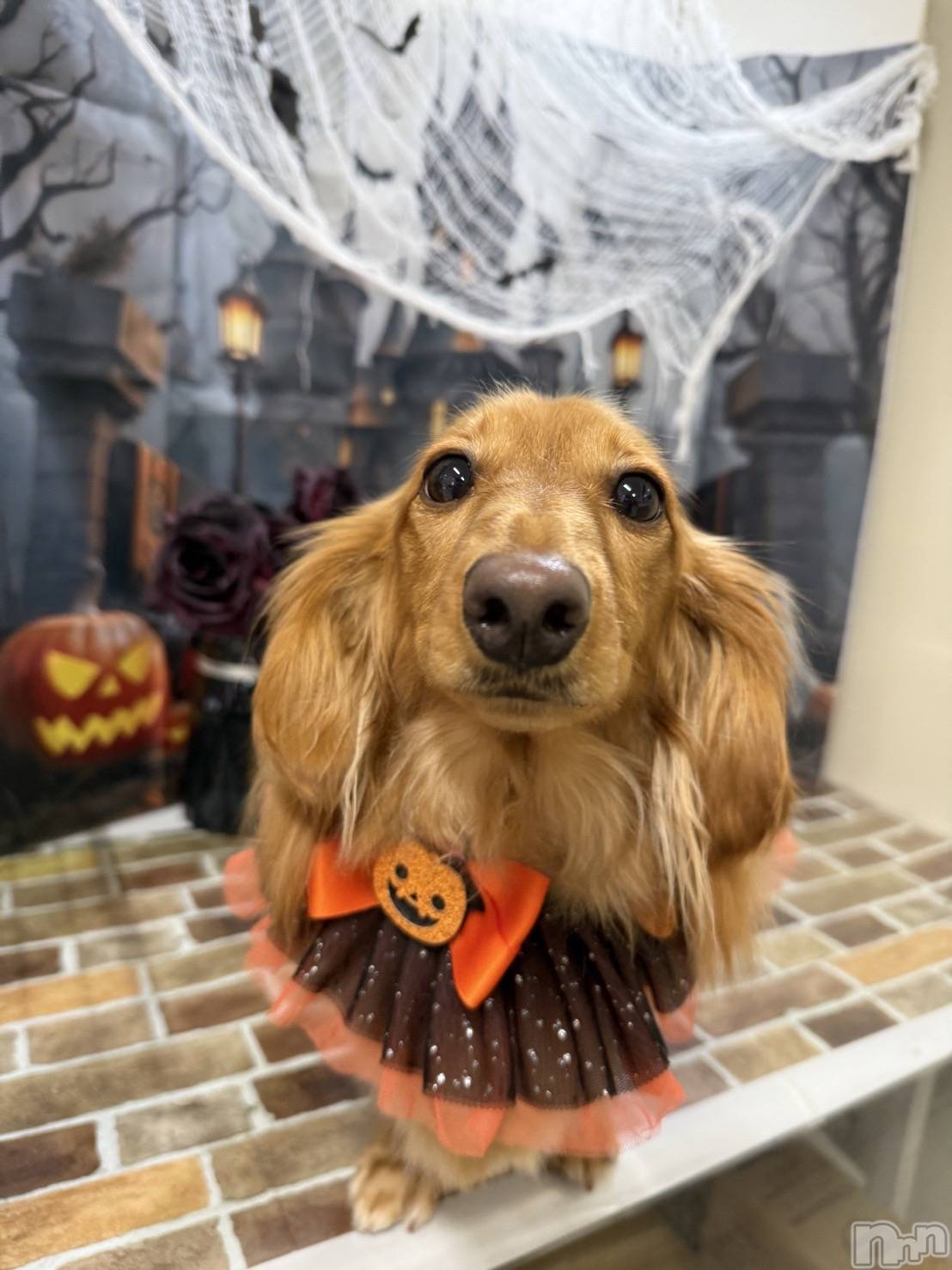 ʥå륺Сʥå New KANAKO(˥塼ʥ) 2025ǯ114̥֥֥ȥߥ🐶🐾