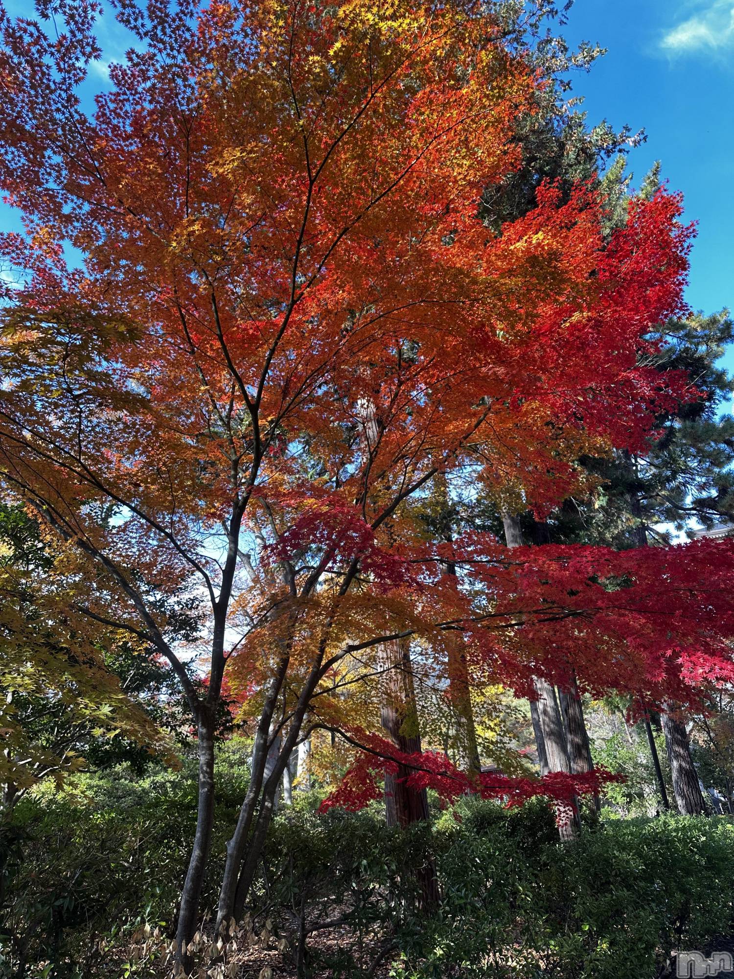 ʥå륺Сʥå New KANAKO(˥塼ʥ) 2025ǯ1119ֹ̥֥🍁