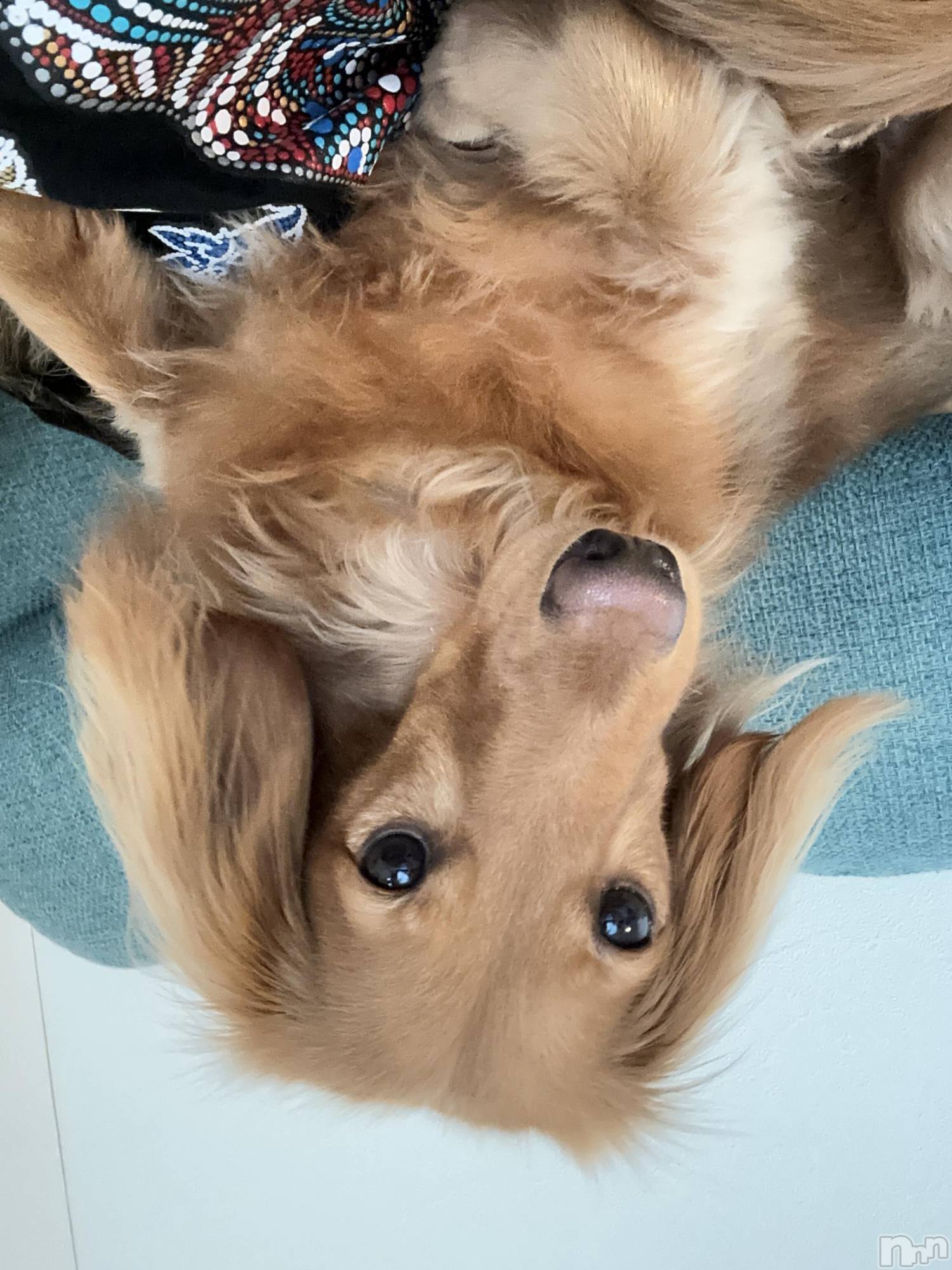 ʥå륺Сʥå New KANAKO(˥塼ʥ) 2025ǯ1121ְ̥֥🐶