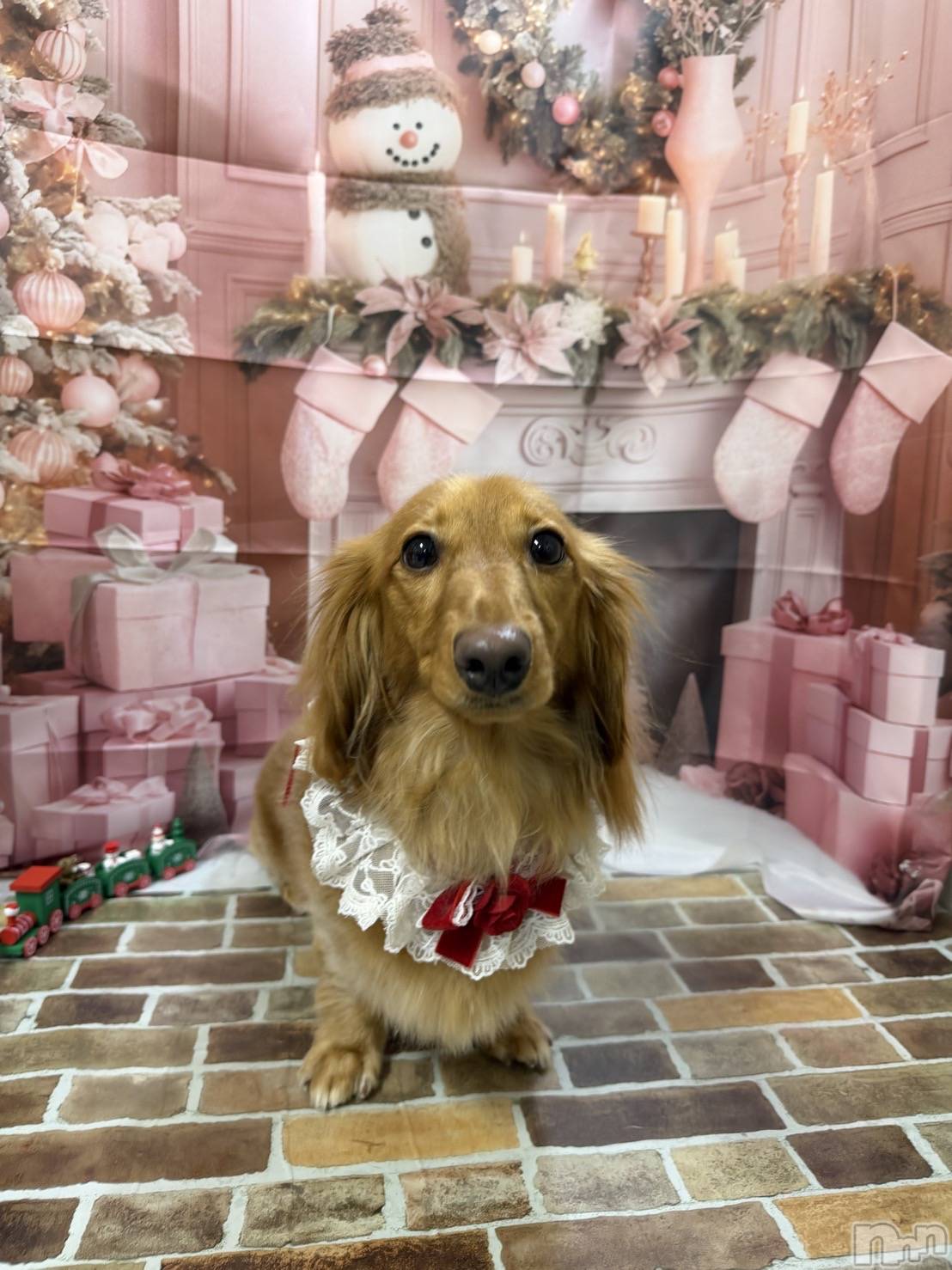 ����������ʥå��������륺�С��������ʥå� New KANAKO(�˥塼���ʥ�) ��2025ǯ12��17���̥�֥����ְ����Υȥ�ߥ�🐶��