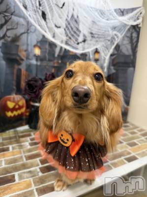 ʥå륺Сʥå New KANAKO(˥塼ʥ) 䤫(21)114̥֥֥ȥߥ🐶🐾