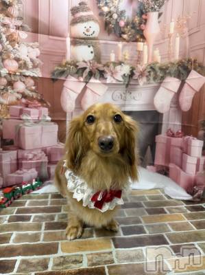 ����������ʥå��������륺�С��������ʥå� New KANAKO(�˥塼���ʥ�) ���䤫(21)��12��17���̥�֥����ְ����Υȥ�ߥ�🐶��