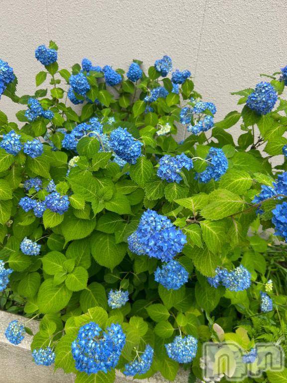 三条デリヘル新潟デリヘル倶楽部　三条店(ニイガタデリヘルクラブ　サンジョウテン) りな(19)の6月12日写メブログ「梅雨になったね͛💠💜」