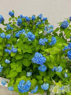 三条デリヘル 新潟デリヘル倶楽部　三条店(ニイガタデリヘルクラブ　サンジョウテン) りな(19)の6月12日写メブログ「梅雨になったね͛💠💜」