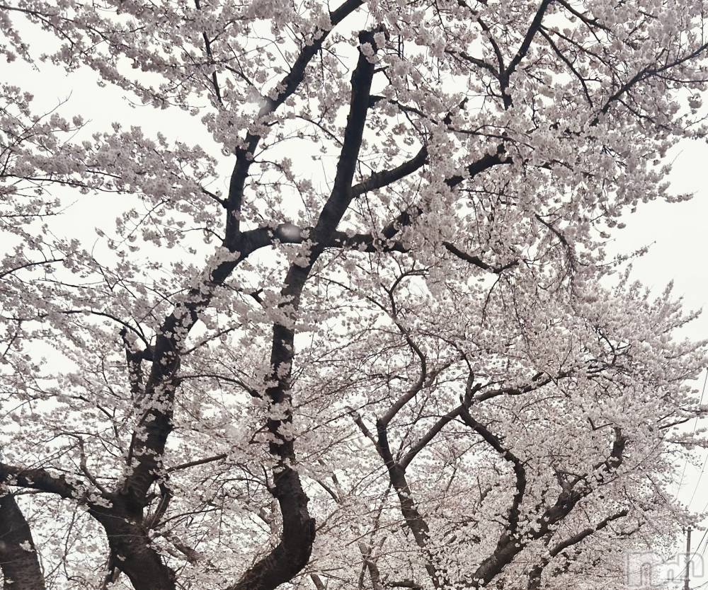 新潟デリヘルSOARIS-ソアリス-(ソアリス) めい(28)の4月4日写メブログ「わーい💖」